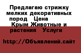 Предлагаю стрижку мелких декоративных пород › Цена ­ 1 000 - Крым Животные и растения » Услуги   